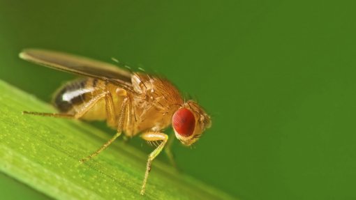 Cerca de 40 milhões de moscas estéreis libertadas para proteger plantações na Bolívia