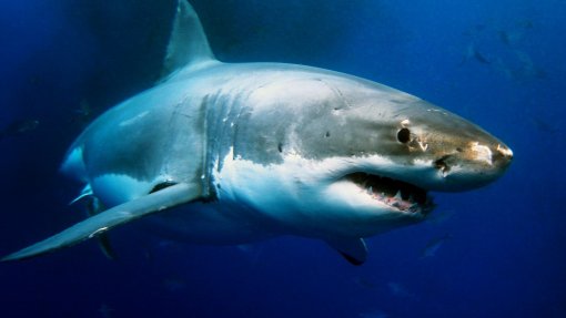 Universidade de Coimbra concluiu que ausência humana altera comportamento dos tubarões