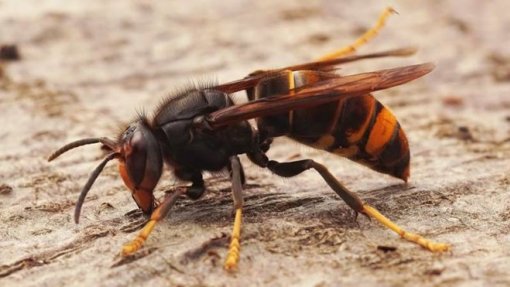 Câmara de Góis destruiu 176 ninhos de vespa asiática em 2023