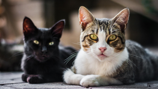 Belmonte esterilizou, vacinou e desparasitou 185 gatos