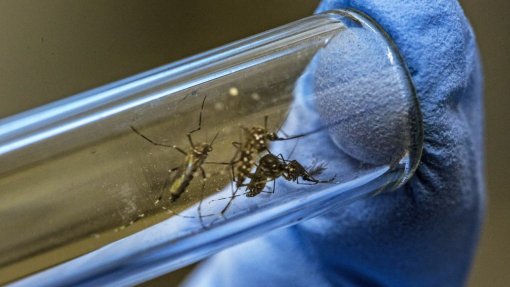 São Tomé quer combater paludismo com mosquitos geneticamente modificados