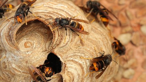 Sapadores destruíram 1.156 ninhos de vespa asiática em 2023 em Braga