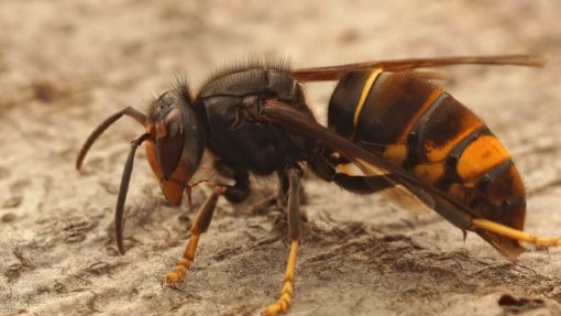 Número de ninhos de vespa asiática detetados em Coimbra aumentou em 2023