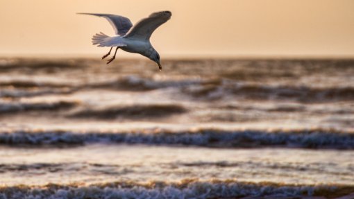Área Metropolitana do Porto vai executar plano de controlo de gaivotas em zonas costeiras