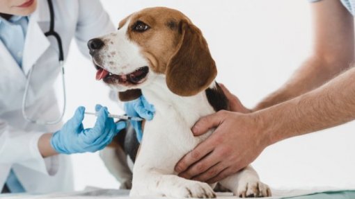 Investimento de 3 ME cria na Feira hospital veterinário com centro de imagiologia