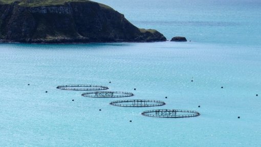 Investigadores do Porto vão promover aquacultura sustentável em países africanos