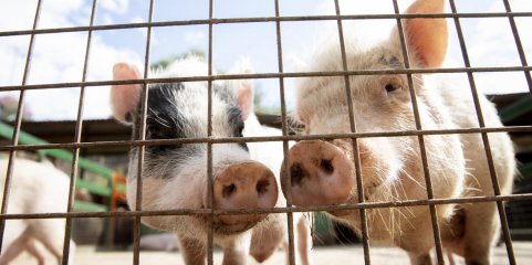 Suinicultores obrigados a declarar porcos em abril – DGAV