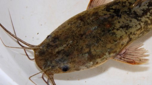Cientistas extraem de muco da pele de peixe composto com potencial antibacteriano