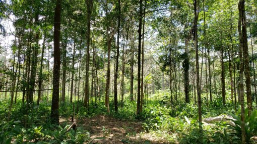 Cientistas propõem guião para a prevenção de pandemias com base na biodiversidade