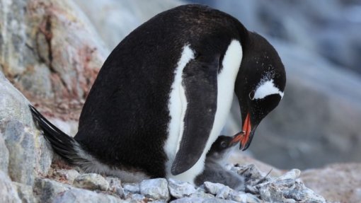 Milhares de pinguins antárticos terão morrido após surto de gripe aviária