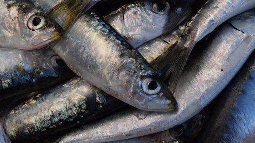 Comer mais sardinha e menos carne vermelha pode salvar até 750 mil vidas em 2050 - Estudo
