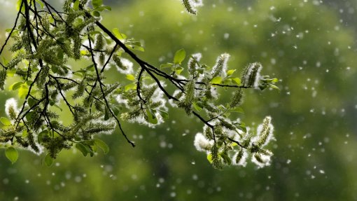 Portugal continental com nível muito elevado de pólenes na atmosfera