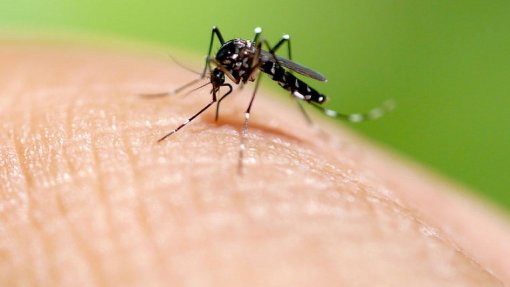 Portugal vai acabar por ter casos de dengue, mas vai demorar - especialista