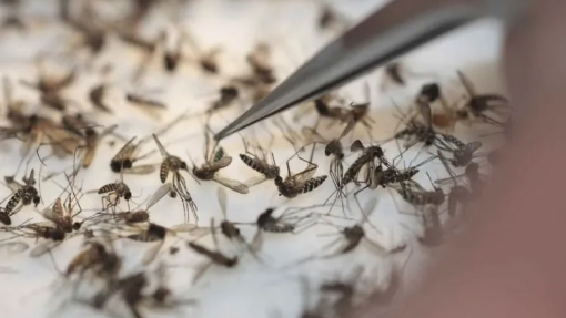 Identificados mais de 40.500 mosquitos em 2023, nenhum com vírus da dengue ou febre do Nilo