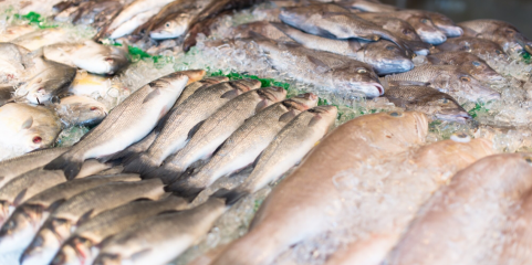 Investigadores de Matosinhos em projeto para combater desperdício do pescado