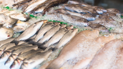 Investigadores de Matosinhos em projeto para combater desperdício do pescado