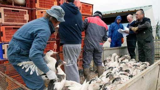 Transmissão da gripe aviária H5N1 ao ser humano causa “enorme preocupação” - OMS