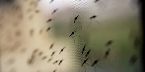Moçambique com menos casos de malária até março mas mais mortes