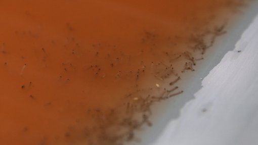 Brasil ultrapassa a marca de quatro milhões de casos de dengue em 2024