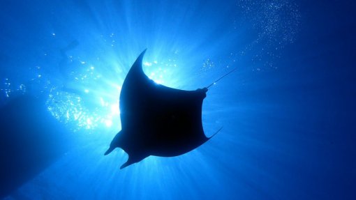 Fundação Oceano Azul apresenta propostas para salvar oceano