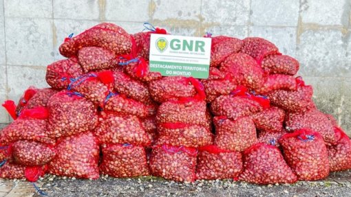 GNR apreendeu mais de 600 quilos de amêijoa-japonesa em Alcochete