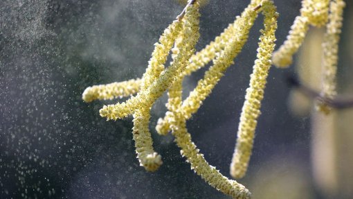 Valores de pólen na atmosfera elevados na próxima semana no continente