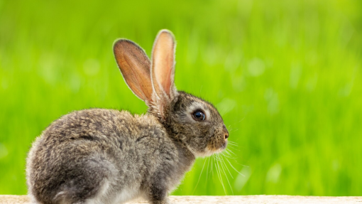 Investigadores revelam como coelhos domésticos sobrevivem em meio selvagem