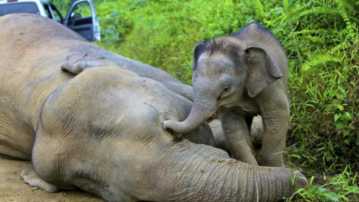 Quase 50 mil espécies de animais e vegetais estão risco de extinção