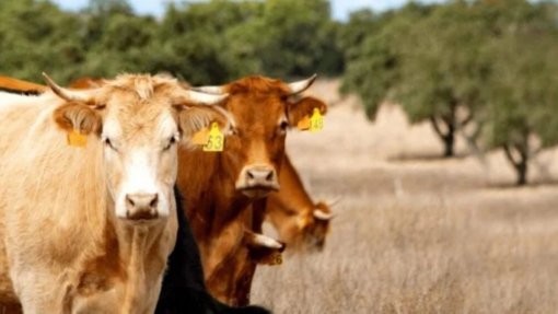 Focos de doença hemorrágica dos bovinos identificados em Beja e Santarém