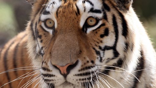 Pelo menos 20 tigres e uma pantera morreram de gripe aviária em zoológico no Vietname