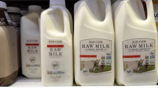 Gripe das aves detetada em amostra de leite pasteurizado nos EUA