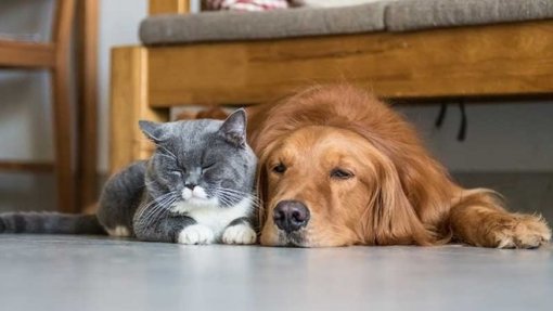 Crescer em contacto com animais reduz o risco de alergias – Estudo