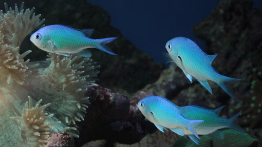 Peixes ‘escolhem’ o seu próprio aniversário ao decidir quando nascer - Estudo