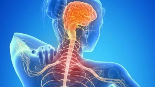 Estudo revela papel da ligação do sistema imunitário e dos neurónios na sensação de dor