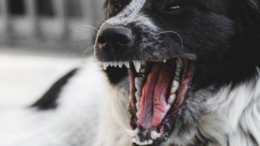 25 pessoas mordidas por cães raivosos no leste da Guiné-Bissau