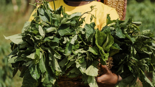 Agricultura angolana cresceu 6% na campanha 2023-2024