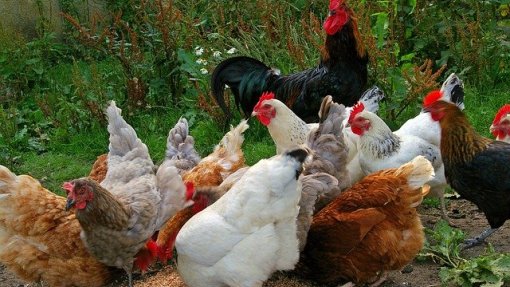 DGS diz que não há casos de infeção em humanos pelo virus H5N1 detetado em Sintra