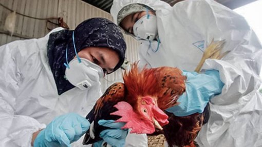 Confirmada primeira morte por gripe das aves nos EUA