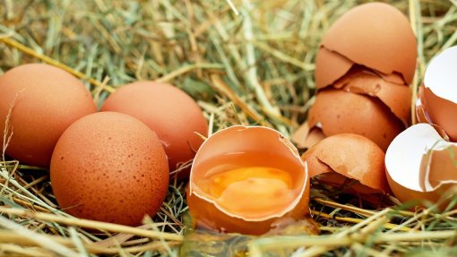 Mais de 840 focos de gripe das aves reportados na Europa entre outubro e janeiro