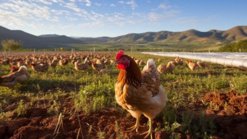Gripe das aves afetou mais de 60 espécies de mamíferos desde 2016 incluindo cães e gatos
