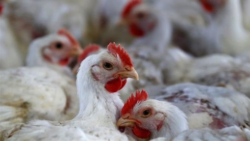 Entrada de aves em zonas de proteção devido à gripe aviária só para abate – DGAV