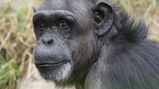 Chimpanzés geneticamente adaptados ao seu ambiente e a infeções como malária - Estudo