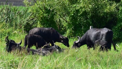 Febre aftosa detetada em búfalos aquáticos na Alemanha, Portugal reforça vigilância