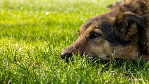 Diferenças genéticas nos cães de Chernobyl não se devem a mutações - Estudo
