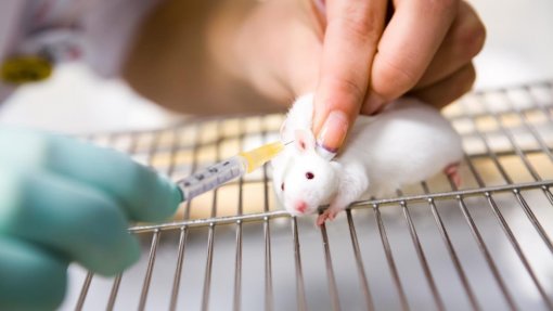 Ratos antecipam a localização de potenciais ameaças já conhecidas - Estudo