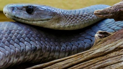 Proteínas concebidas por IA neutralizam toxinas letais do veneno de cobra