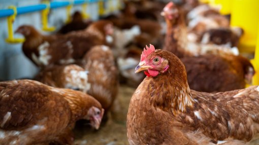 OMS preocupada com possível mutação do vírus da gripe aviária