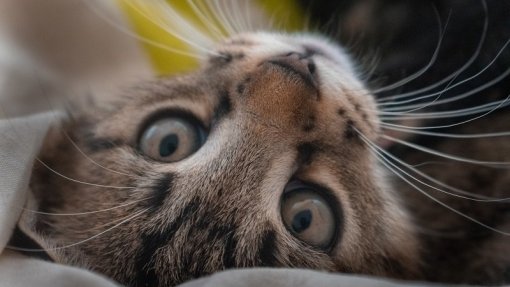 Cerca de 50 infrações em fiscalização ao comércio de produtos veterinários no Porto