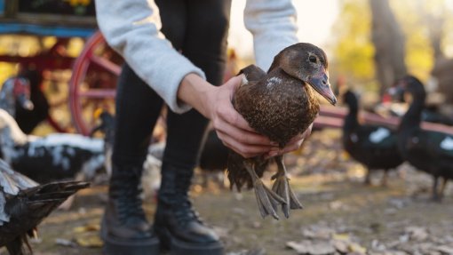 Gripe das aves detetada em Aveiro e Leiria