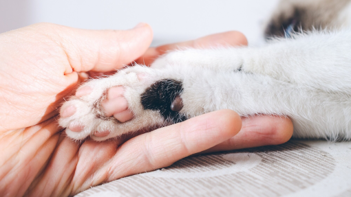 Radiologista italiano investigado por ter usado máquina hospitalar no seu gato